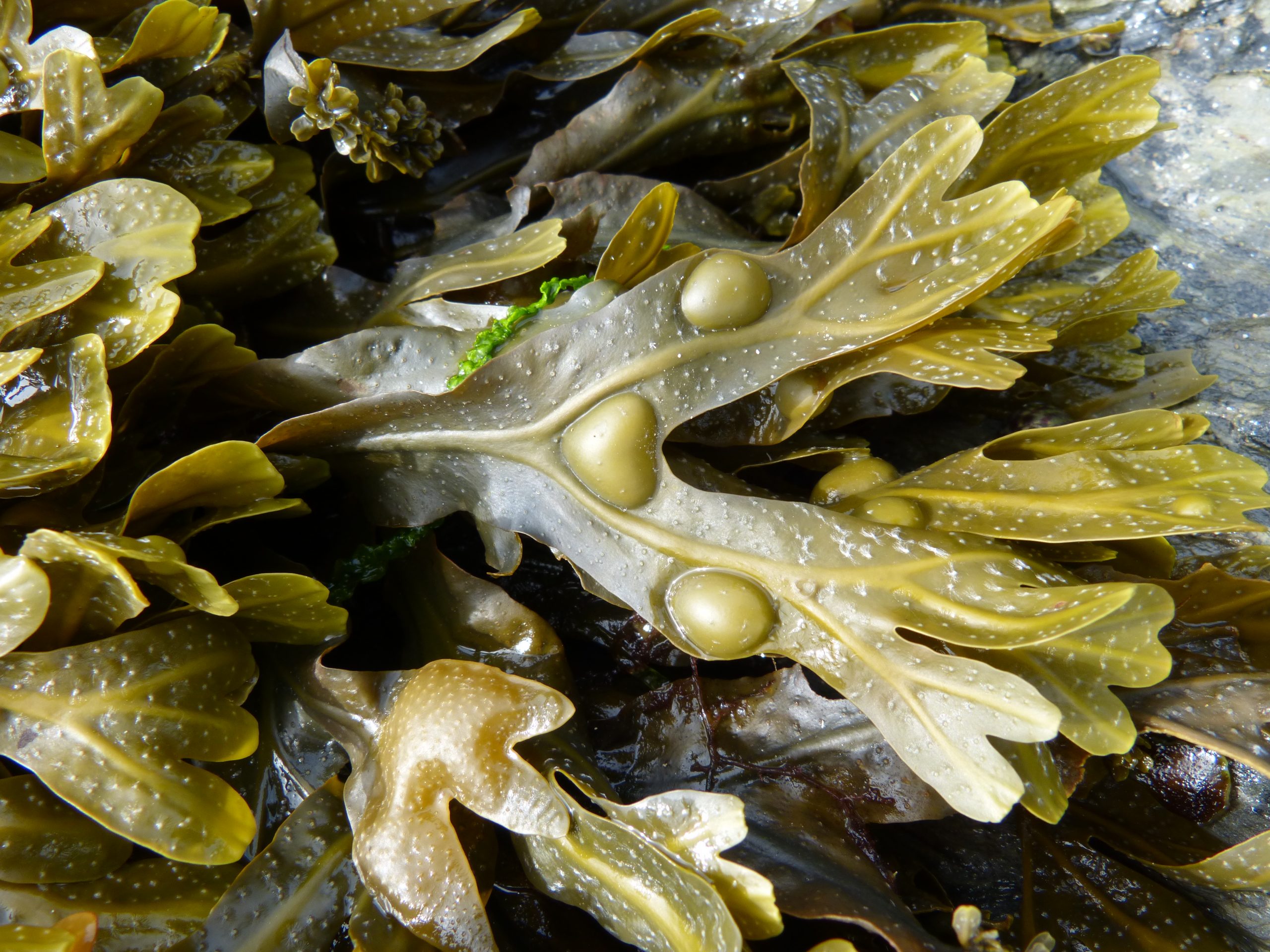 Seaweed
